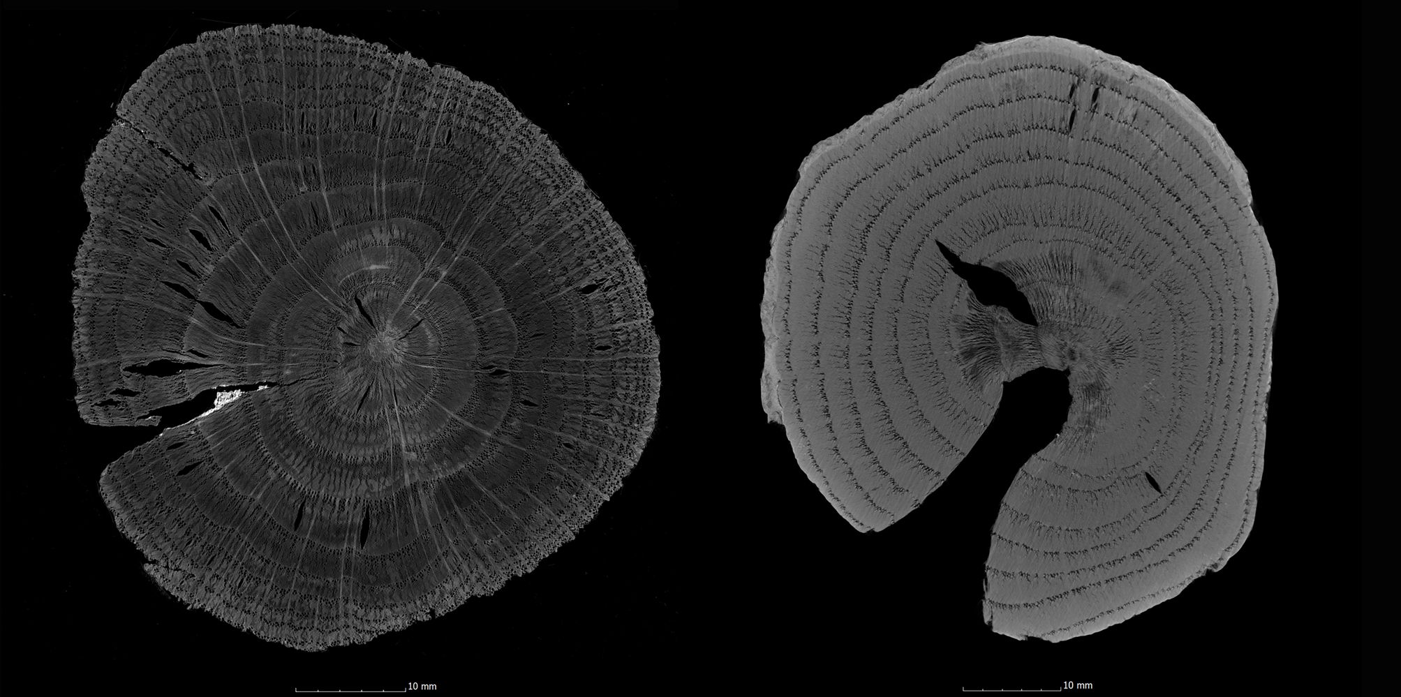 Figure 3: µCT image of an oak wood sample conserved with silicon oil (a) and µCT image of an oak wood sample conserved with Kauramin 800 (b).