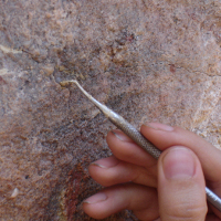 Filling of cracks in a rock wall with prehistoric paintings at the Serra da Capivara National Park © Vitor 1234
